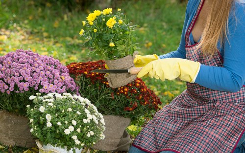 The image shows a person in gardening gloves and a plaid apron tending to potted chrysanthemums in a garden. The person is holding a small garden tool, possibly for pruning or planting, and is working near a vibrant display of potted flowers including yellow, white, and purple chrysanthemums. The garden environment features a lush green grassy area in the background, indicating well-maintained outdoor space likely part of a residential front or back garden. The lighting suggests natural daylight, creating a bright and inviting atmosphere suitable for gardening tasks. The scene reflects typical outdoor gardening activity, aligning with services such as hedge trimming and landscape maintenance offered by local gardening specialists in Chessington, contributing to a well-kept and colorful garden presentation.