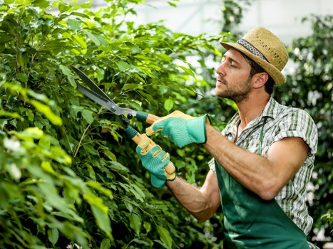 In the image, a man is engaged in hedge trimming in an outdoor garden setting, standing amidst lush, green foliage. He is wearing a straw hat, a plaid shirt, and an apron, and is holding a pair of garden shears to carefully trim a dense hedge composed of broad-leafed shrubs. The garden appears well-maintained with the hedge forming a natural boundary or privacy screen, and the background shows more greenery and trees, indicating a spacious backyard or front garden area. The sunlight illuminates the scene, highlighting various shades of green and natural tones of the plants, while the overall environment suggests a neat and cohesive landscaped outdoor space. The man’s focused expression reflects professional or experienced gardening care, aligning with services offered by Hedge Trimming Chessington for garden hedge maintenance and landscaping in the local area near Chessington, Surrey. The image emphasizes meticulous outdoor maintenance, garden control, and plant care, relevant to professional gardening and landscaping services carried out in the region.